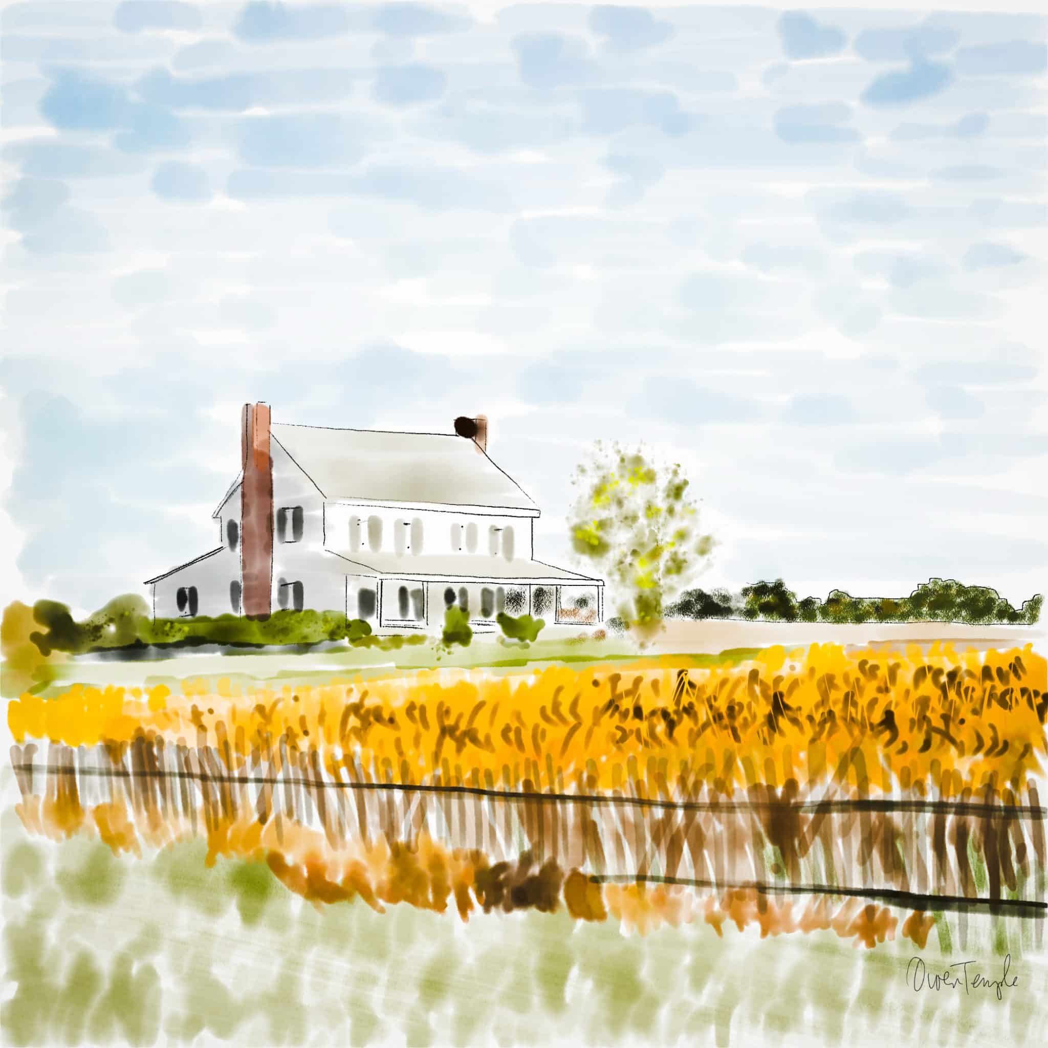 white farmhouse over golden cornfield (uncaptioned)